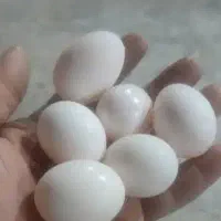 تخم کفتر نطفه دار. میخام