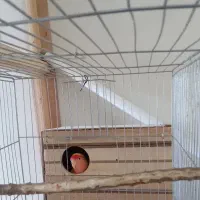 یک جفت کوتوله  برزیلی|پرنده|بهار, |دیوار