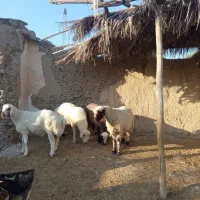 4راس بره نر ترکی چاق سفت جو خورده