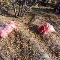 انار آبدار ودانه قرمز|خوردنی و آشامیدنی|سبزوار, باهنر|دیوار