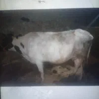 گاو