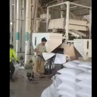 برنج محلی درجه یک شمال به شرط پخت