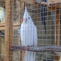 طوطی عروس هلندی|پرنده|بابل, |دیوار