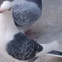 کبوتر  پلاکی دوبی|پرنده|پیر بکران, |دیوار