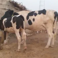 گاو و( گوساله ماده