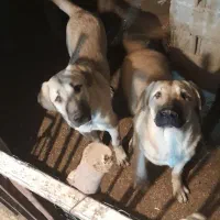 پژدر شش ماه نر