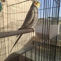 عروس هلندی نر