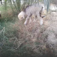 بره ماده|حیوانات مزرعه|شبانکاره, |دیوار