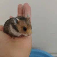 همستر قهوه‌ای،سفید