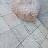 مقداری زایعات مرغی برای سگ