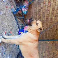 واگذاری سگ دل