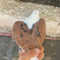 دوبال خال دار دوکت|پرنده|مینودشت, |دیوار
