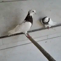 کبوتر جوان|پرنده|استهبان, |دیوار