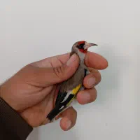 سهره کرمونی داراب بشرط