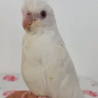 جوجه عروس هلندی