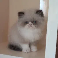 بچه گربه پرشین