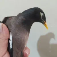 مرغ میناوعروس هلندی