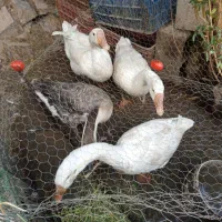 فروش چهار عدد غاز سرحال و خوب