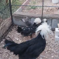 دو عدد خروس ویک عدد مرغ  نژاد سلطان|حیوانات مزرعه|طبس, |دیوار