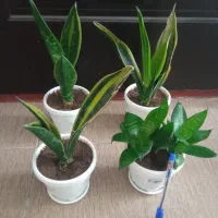 گل دیفن سانسوریاپتوس یوکاقاشقی شفلراووسیله|گل و گیاه طبیعی|اسلام‌‌آباد غرب, |دیوار
