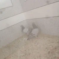 کبوتر با قفس