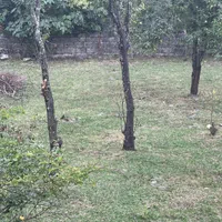 زمین مسکونی250متری  رضوان رودبارسرای بالا برجاده ر|فروش زمین و ملک کلنگی|رضوانشهر, |دیوار