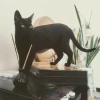 واگذاری گربه