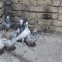 معاوضه با قناری یا سهره|پرنده|شیراز, وزیرآباد|دیوار