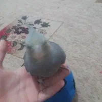 عروس هلندی|پرنده|اهواز, فتح|دیوار