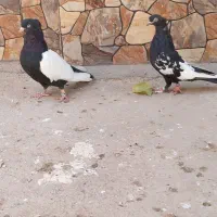کبوتر|پرنده|کاشمر, |دیوار