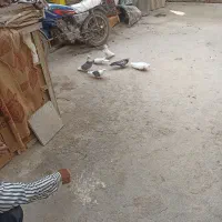 سربندر|پرنده|بندر امام خمینی, |دیوار