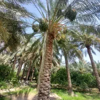 نگهبان تمام وقت جهت ابیاری