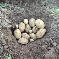 فروش عمده سیب زمینی|عمدهفروشی|زاغه, |دیوار