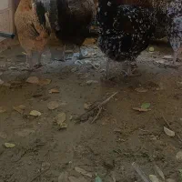 مرغ وخروس شهری|حیوانات مزرعه|قشم, |دیوار