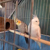 عروس هلندی|پرنده|قم, فرهنگیان و شهربانی|دیوار