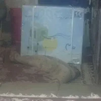 فروش کولر پایه دار نونو داخل کارتون