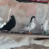 کبوتر بهبهانی رنگی طوقی سینه دم سفید