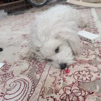 سک خانگ ترید|سگ|پاکدشت, حصار امیر|دیوار