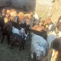 فروش بز و گدسفند اصیل و خوش خوراک