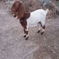 سلام یک بزغاله