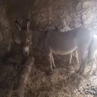 الاغ ماده