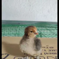 فروش فوری جوجه های ۵روزع نژاد براهما|حیوانات مزرعه|رویان, |دیوار