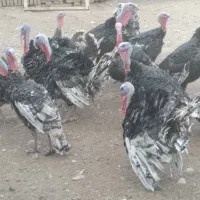 بوغلمون ۸ ماهه|حیوانات مزرعه|جوادآباد, |دیوار