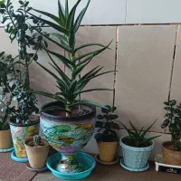 فروش تعدادی گل طبیعی