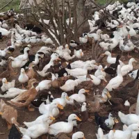 فروش اردک|حیوانات مزرعه|آستانه اشرفیه, |دیوار