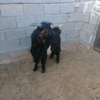 بزوکهره|حیوانات مزرعه|کوهنجان, |دیوار