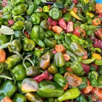 فلفل|خوردنی و آشامیدنی|نوشین شهر, |دیوار