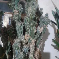 کاکتوس