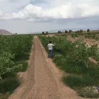 140هکتار باغ پسته با 2حلقه چاه آب مدرن و به روز|فروش دفتر صنعتی، کشاورزی، تجاری|رفسنجان, |دیوار