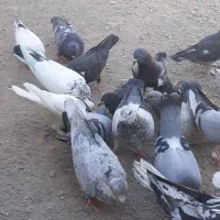کفتر